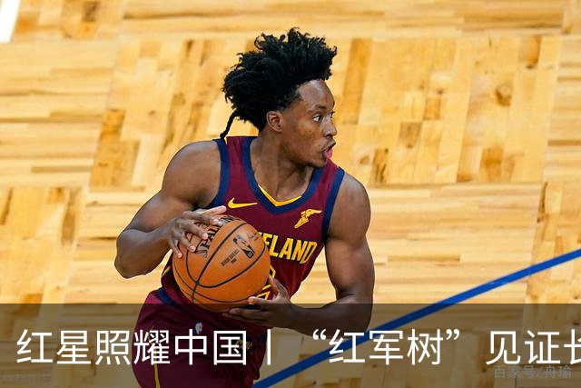 红星照耀中国丨“红军树”见证长征路